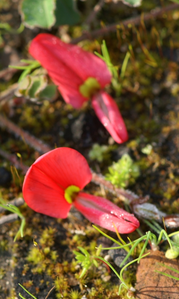 Kennedia prostrata